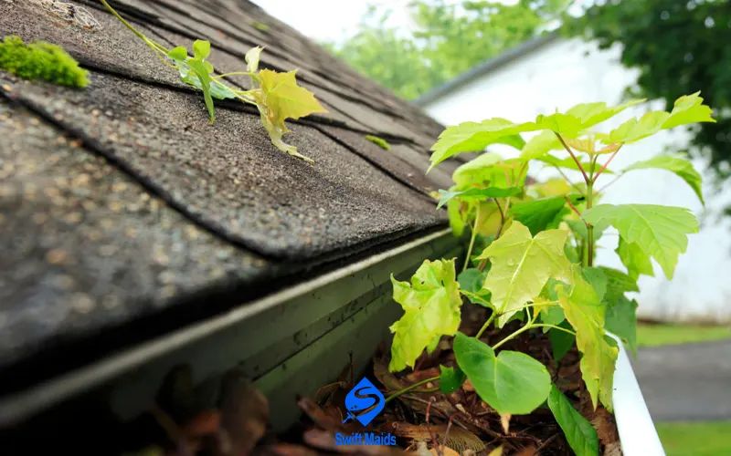 Gutter Cleaning for Pest Control